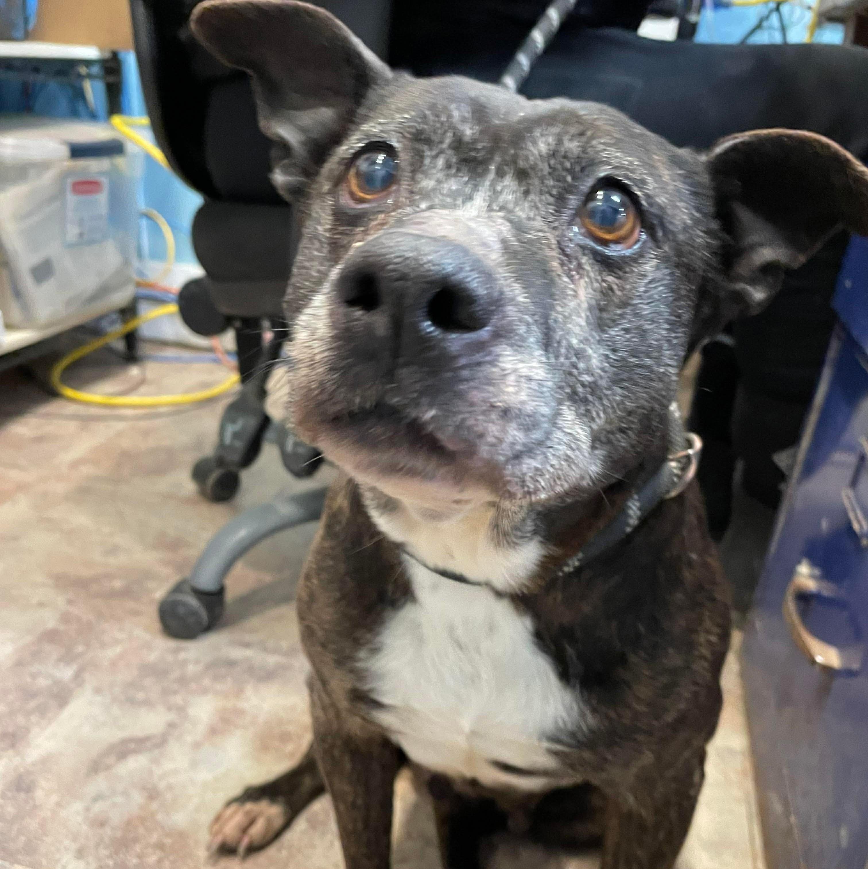 Enlarge Garland - FOSTER or ADOPT, a Adoptable Mixed Breed in Plain City, OH image 2/6