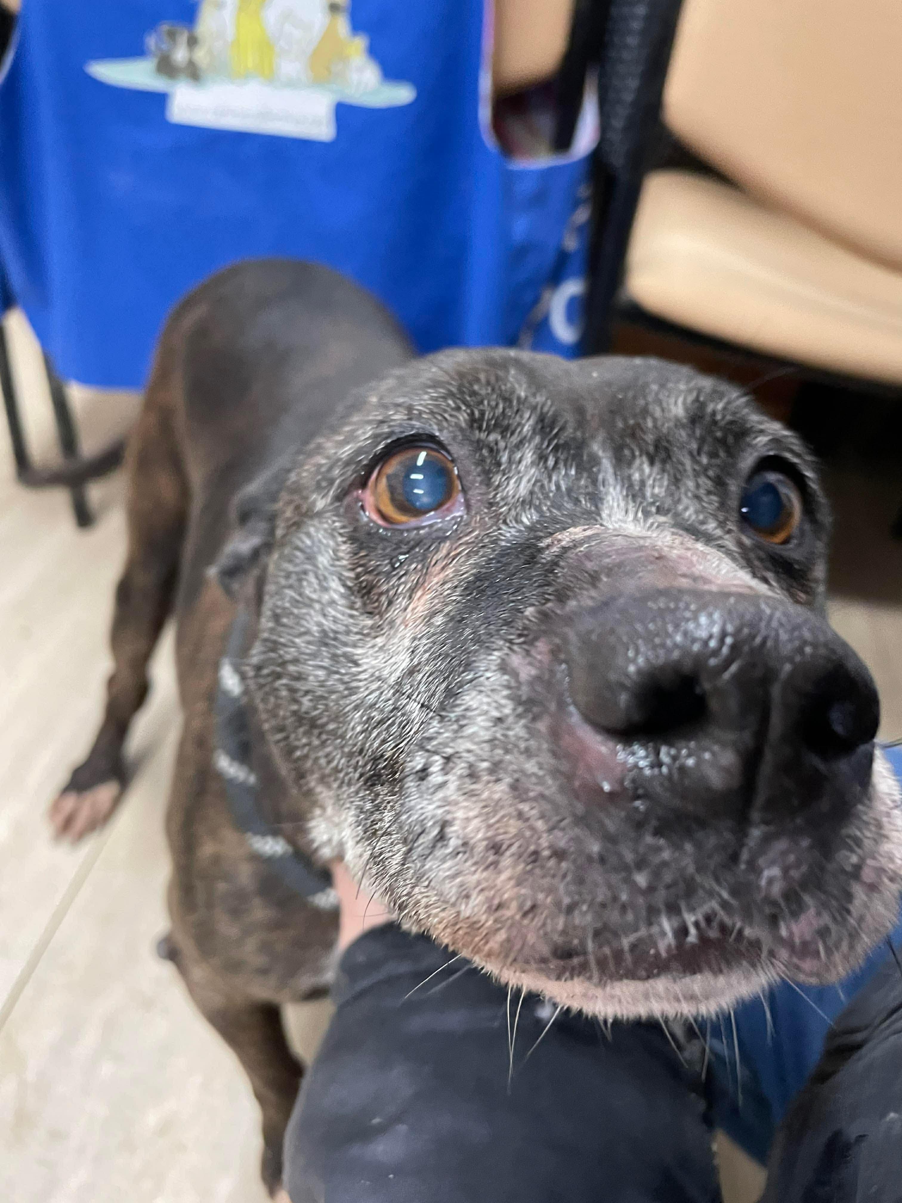 Enlarge Garland - FOSTER or ADOPT, a Adoptable Mixed Breed in Plain City, OH image 3/6