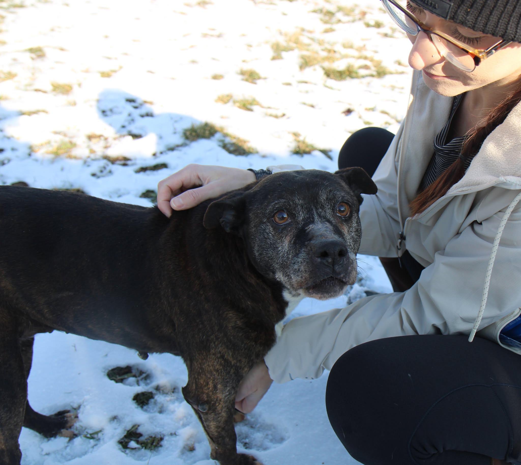 Enlarge Garland - FOSTER or ADOPT, a Adoptable Mixed Breed in Plain City, OH image 4/6