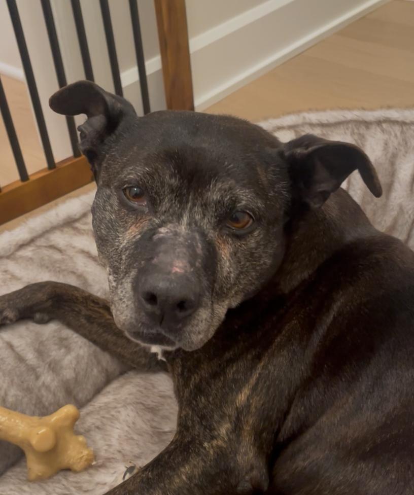 Enlarge Garland, a Adoptable Mixed Breed in Plain City, OH image 1/6