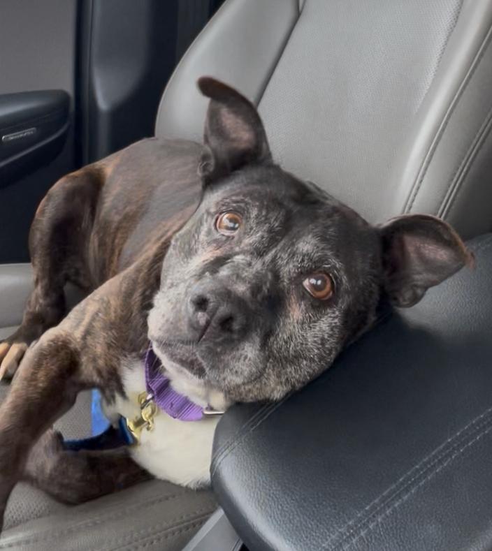 Enlarge Garland, a Adoptable Mixed Breed in Plain City, OH image 3/6