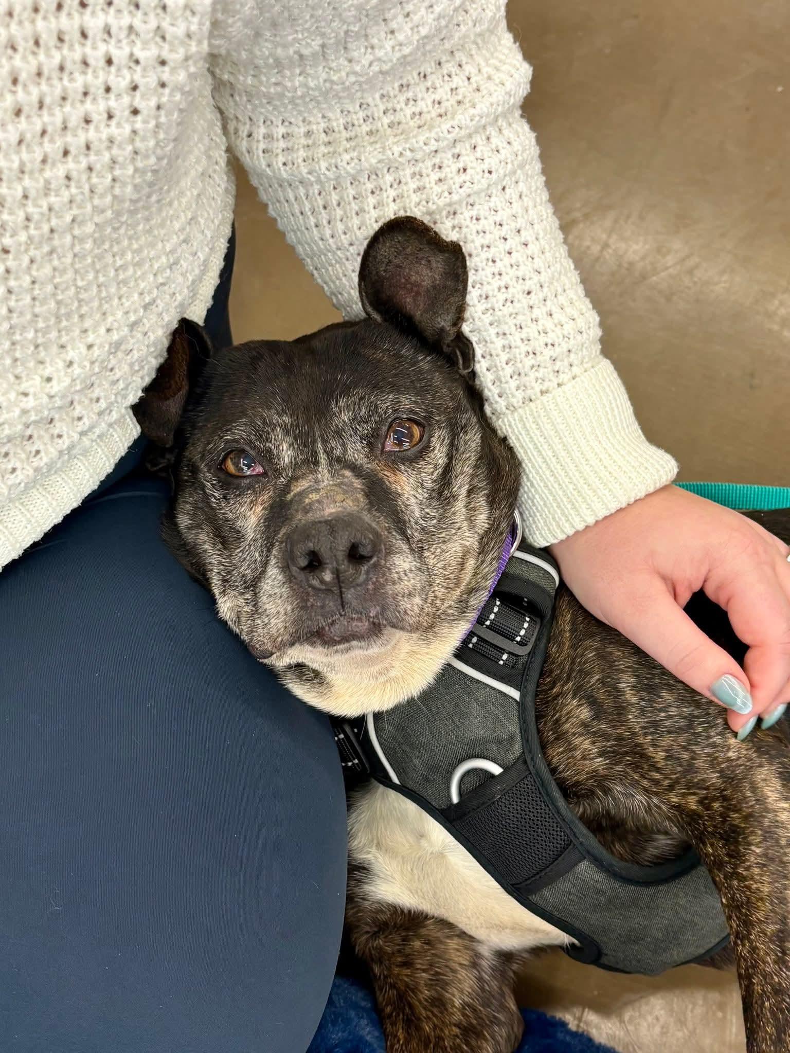 Enlarge Garland - FOSTER or ADOPT, a Adoptable Mixed Breed in Plain City, OH image 6/6