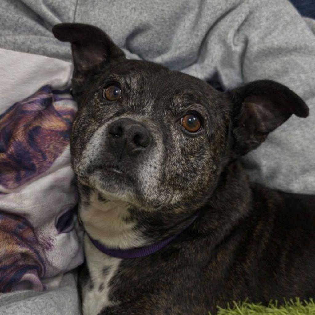 Garland, a Adoptable Mixed Breed in Plain City, OH image 5/6