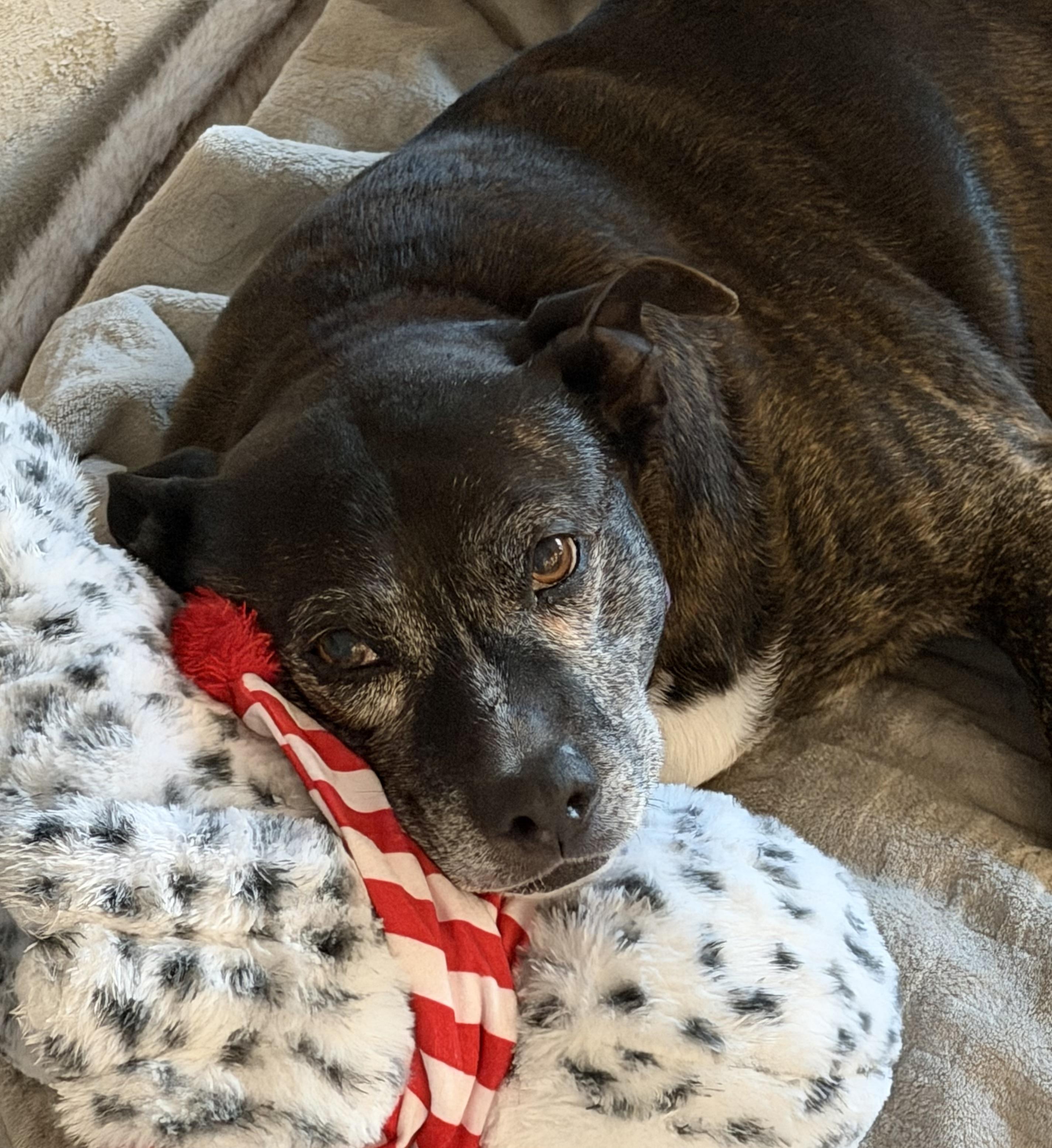 Enlarge Garland, a Adoptable Mixed Breed in Plain City, OH image 5/6