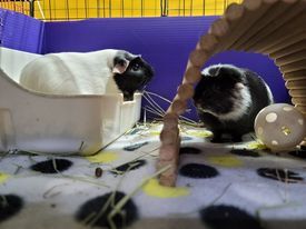Rory and Lorelai, an adopted Short-Haired in Poughkeepsie, NY_image-1