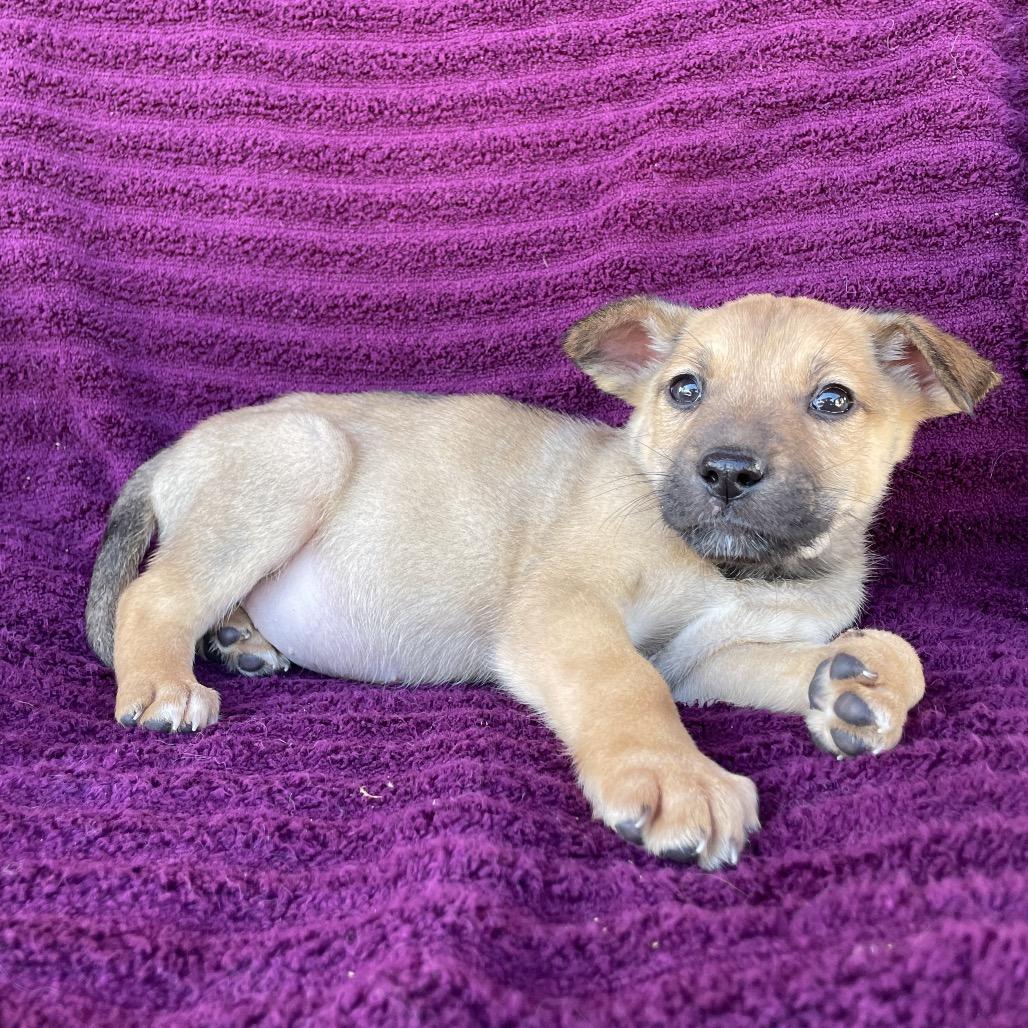 Lenny, Adoptable, Puppy Male Labrador Retriever & German Shepherd Dog.