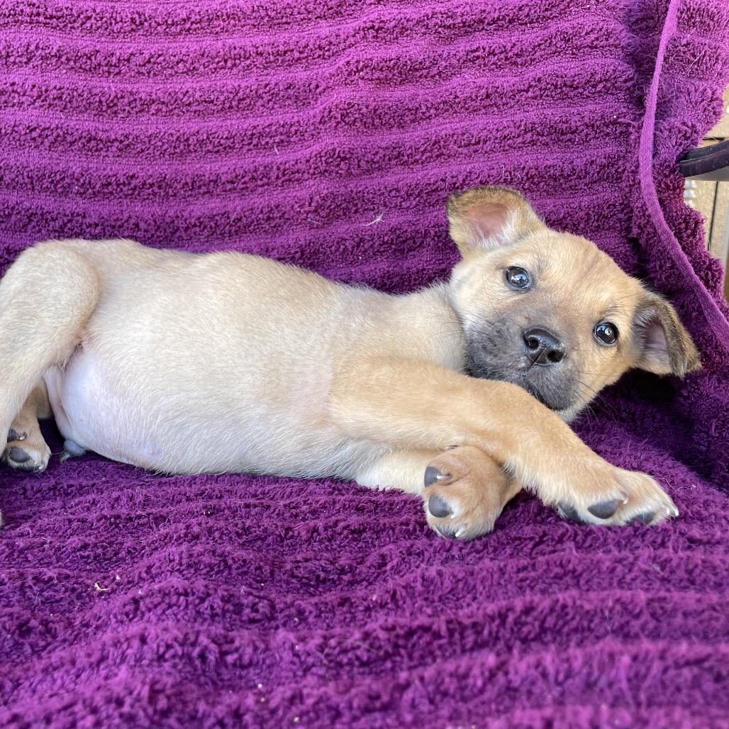 Enlarge Lenny, a Adoptable mixed breed in Tucson, AZ image 2/2