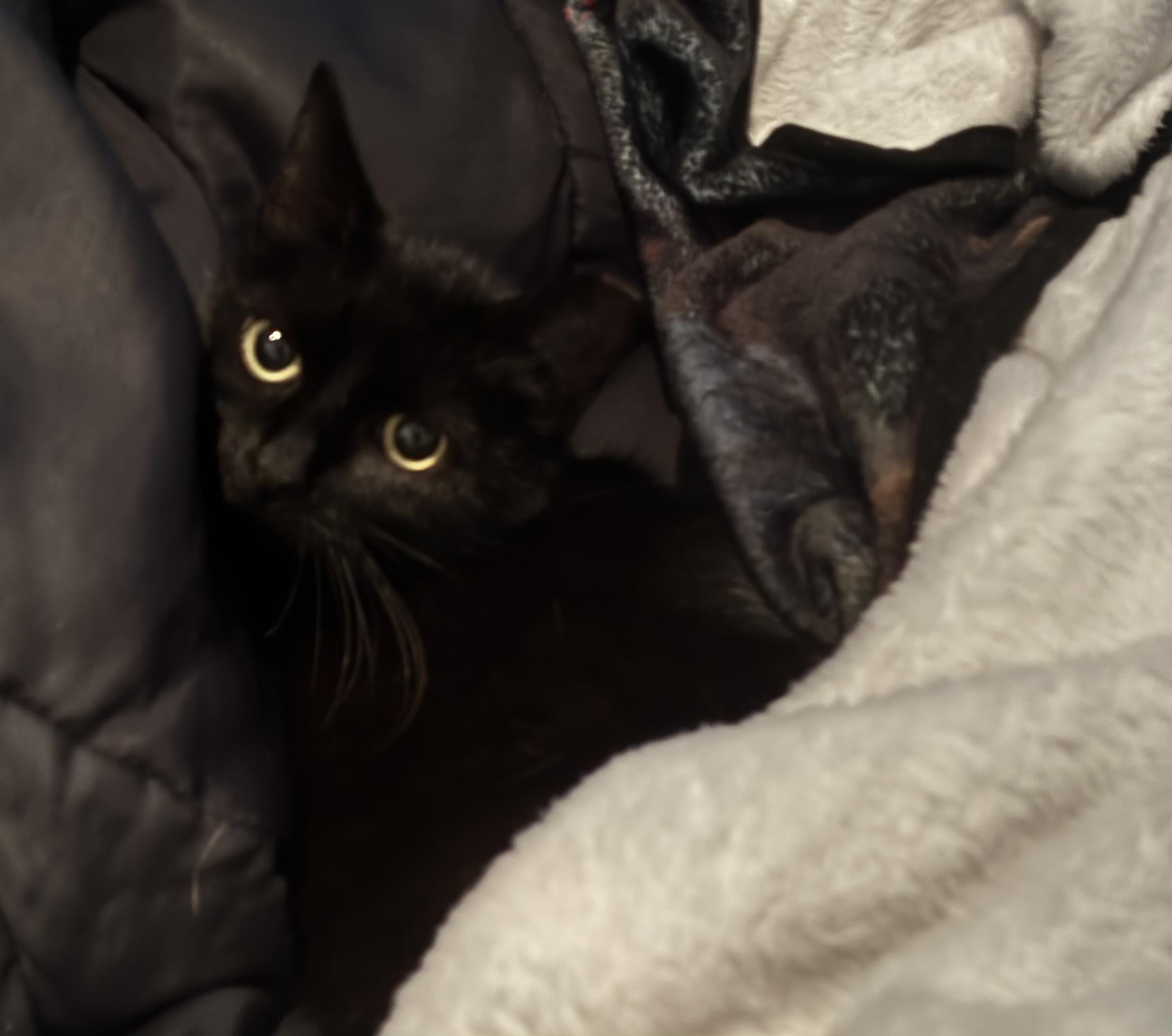Enlarge Sabrina, a Adoptable Domestic Short Hair in West Milton, OH image 3/3