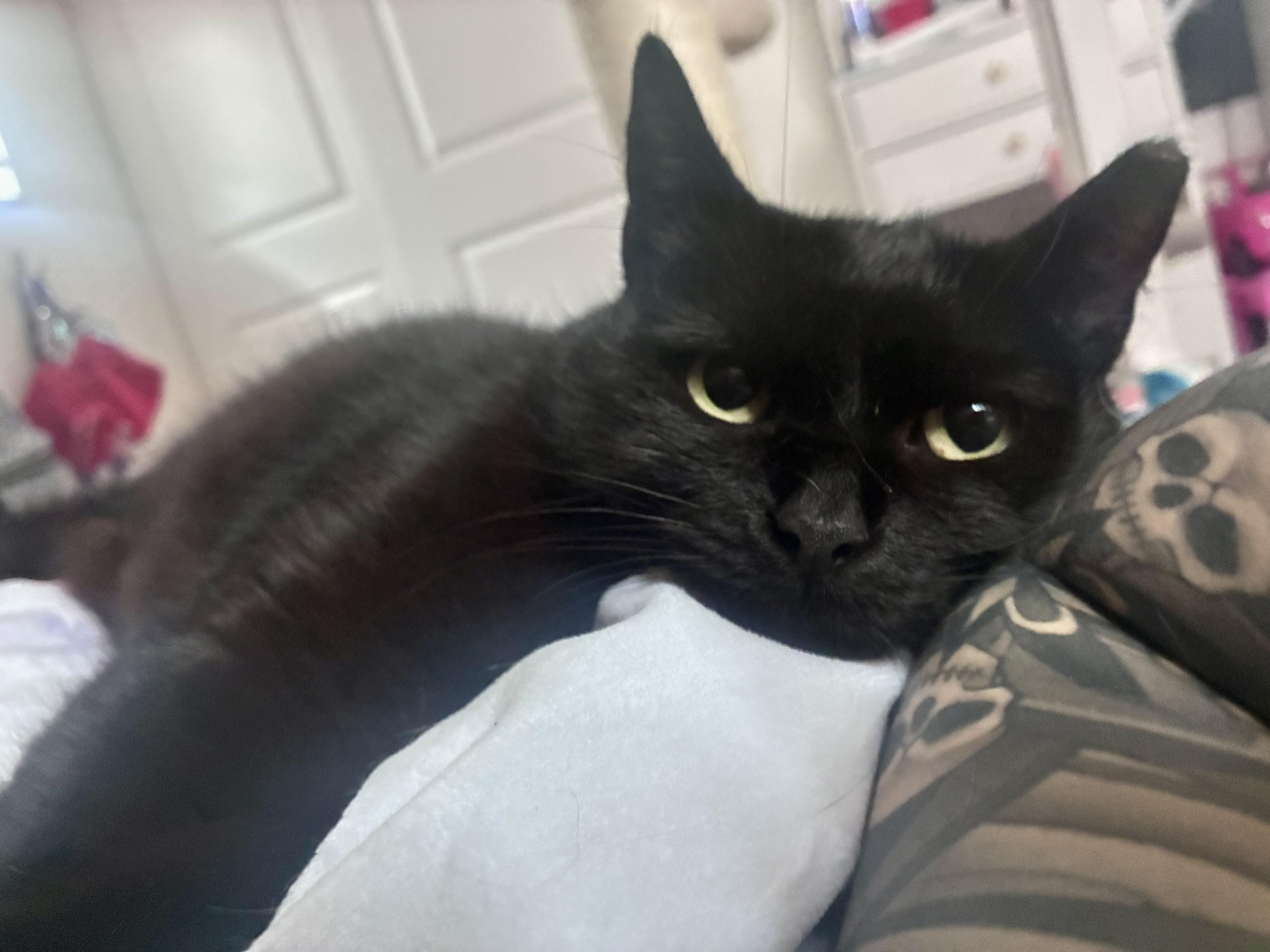 Enlarge Sabrina, a Adoptable Domestic Short Hair in West Milton, OH image 2/3