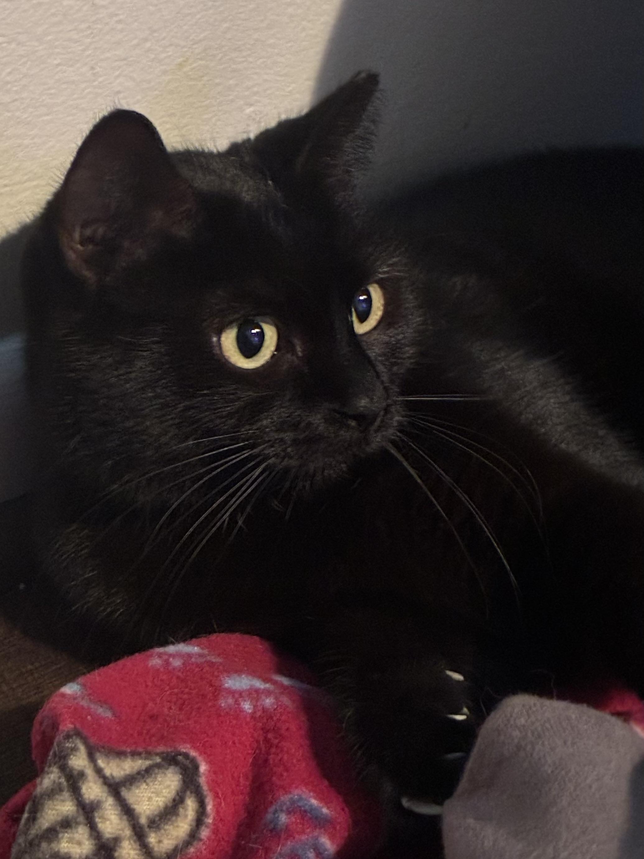 Sabrina, Adoptable, Adult Female Domestic Short Hair.