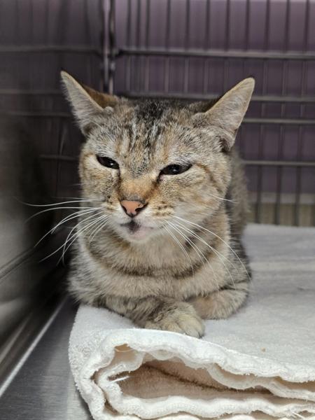 Balina, Adoptable, Young Female Domestic Short Hair.