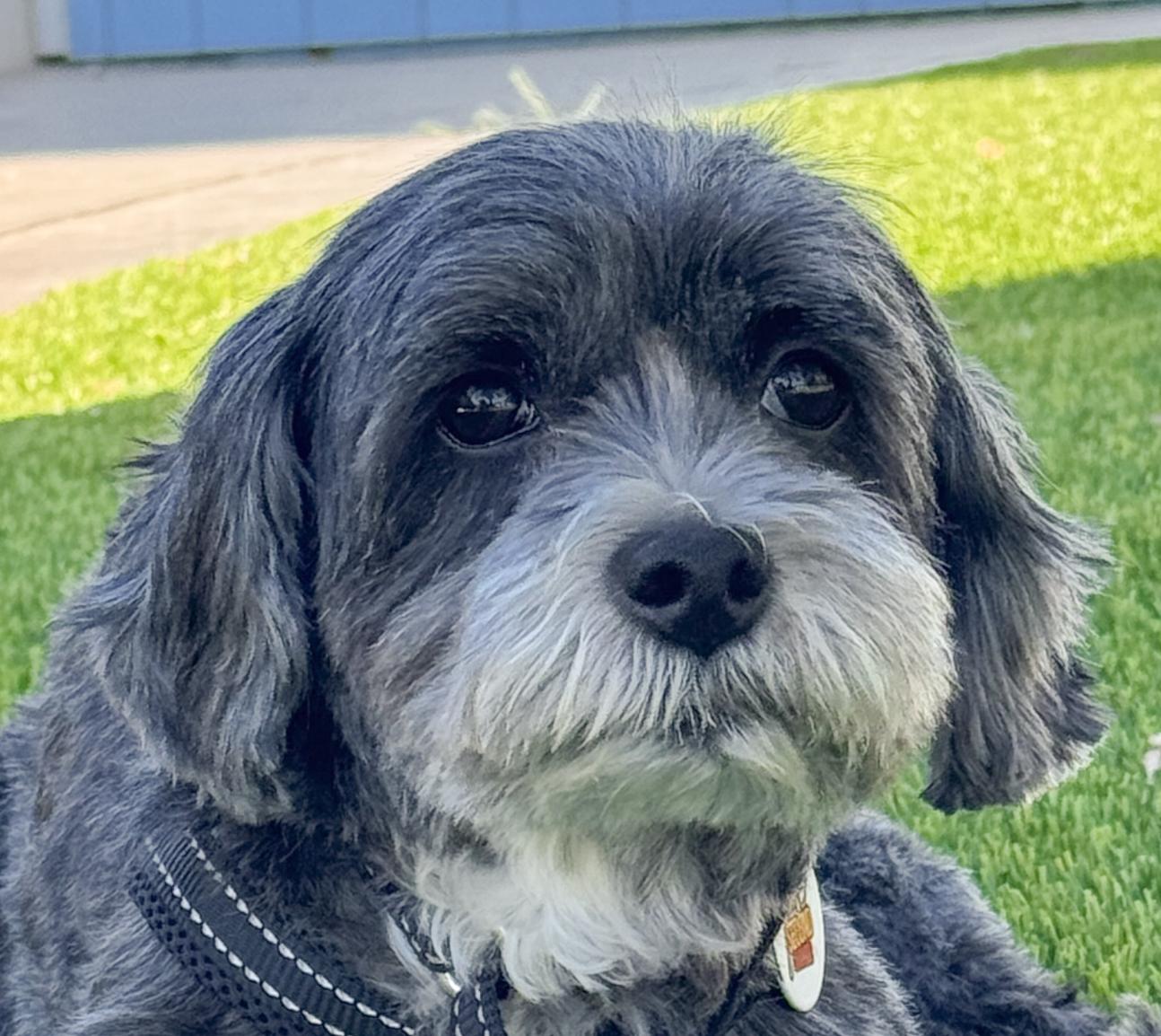Pepper, adoptable, Adult Female Terrier.