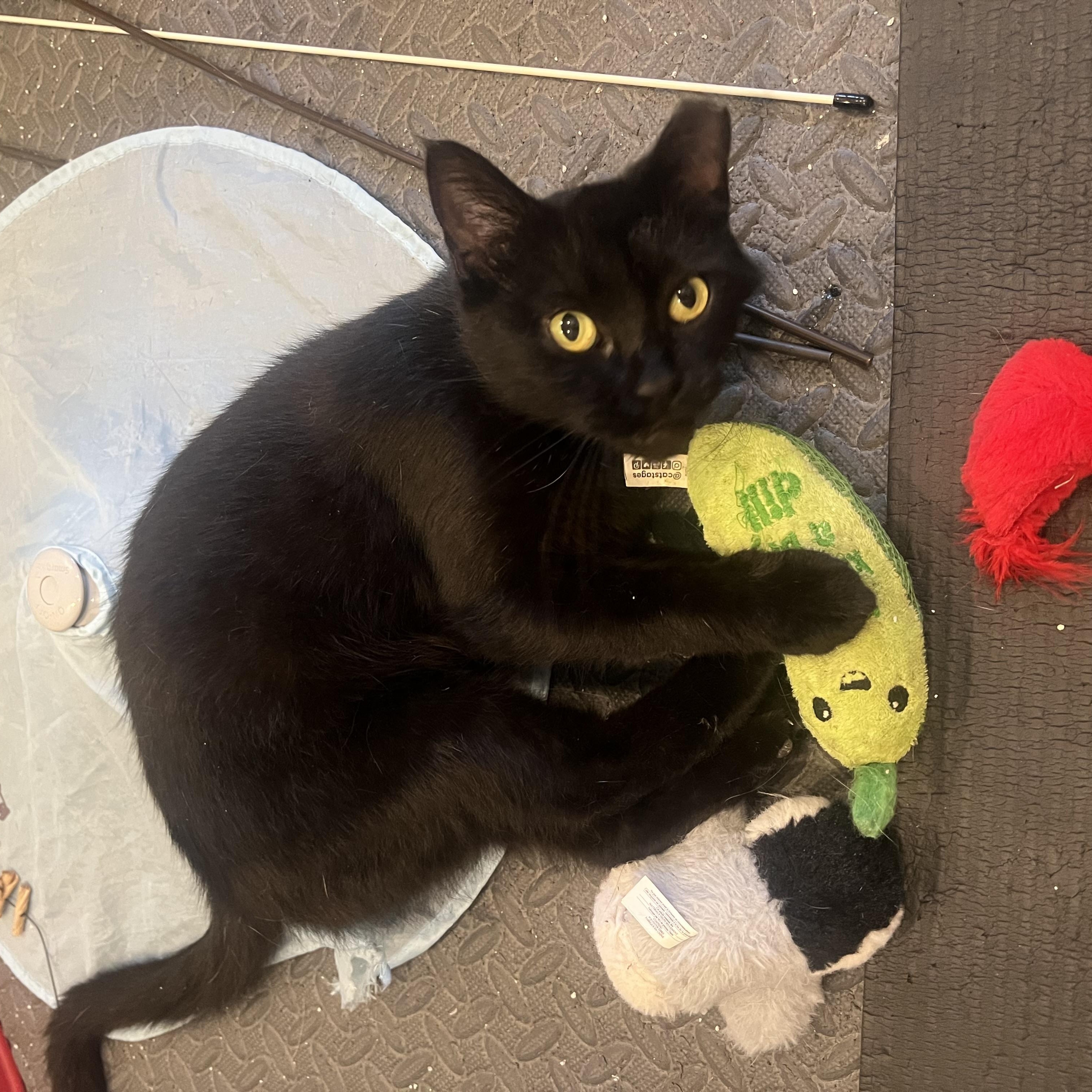 Anne Bonny, Adoptable, Young Female Domestic Short Hair.