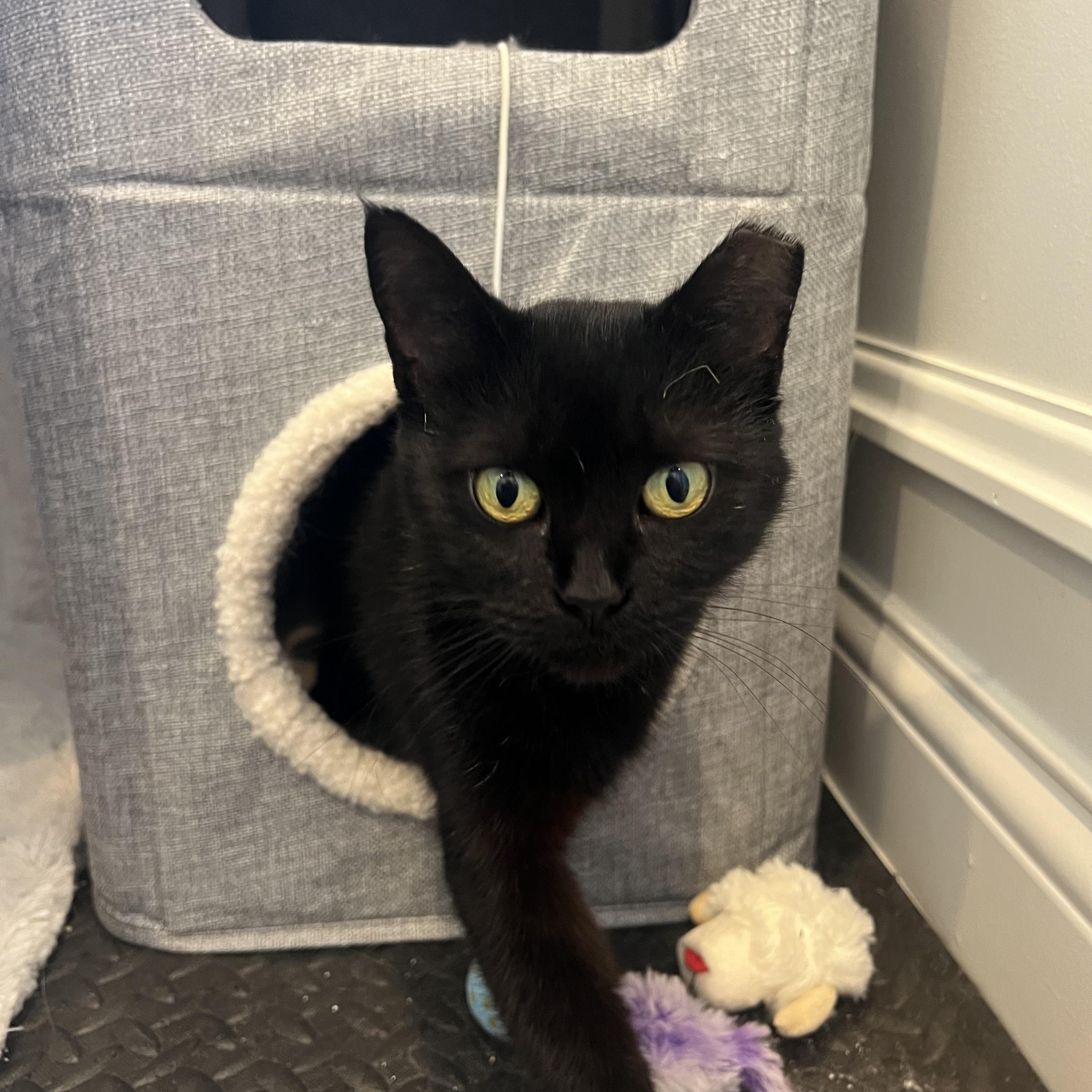 Anne Bonny, a Adoptable Domestic Short Hair in Cincinnati, OH image 2/5