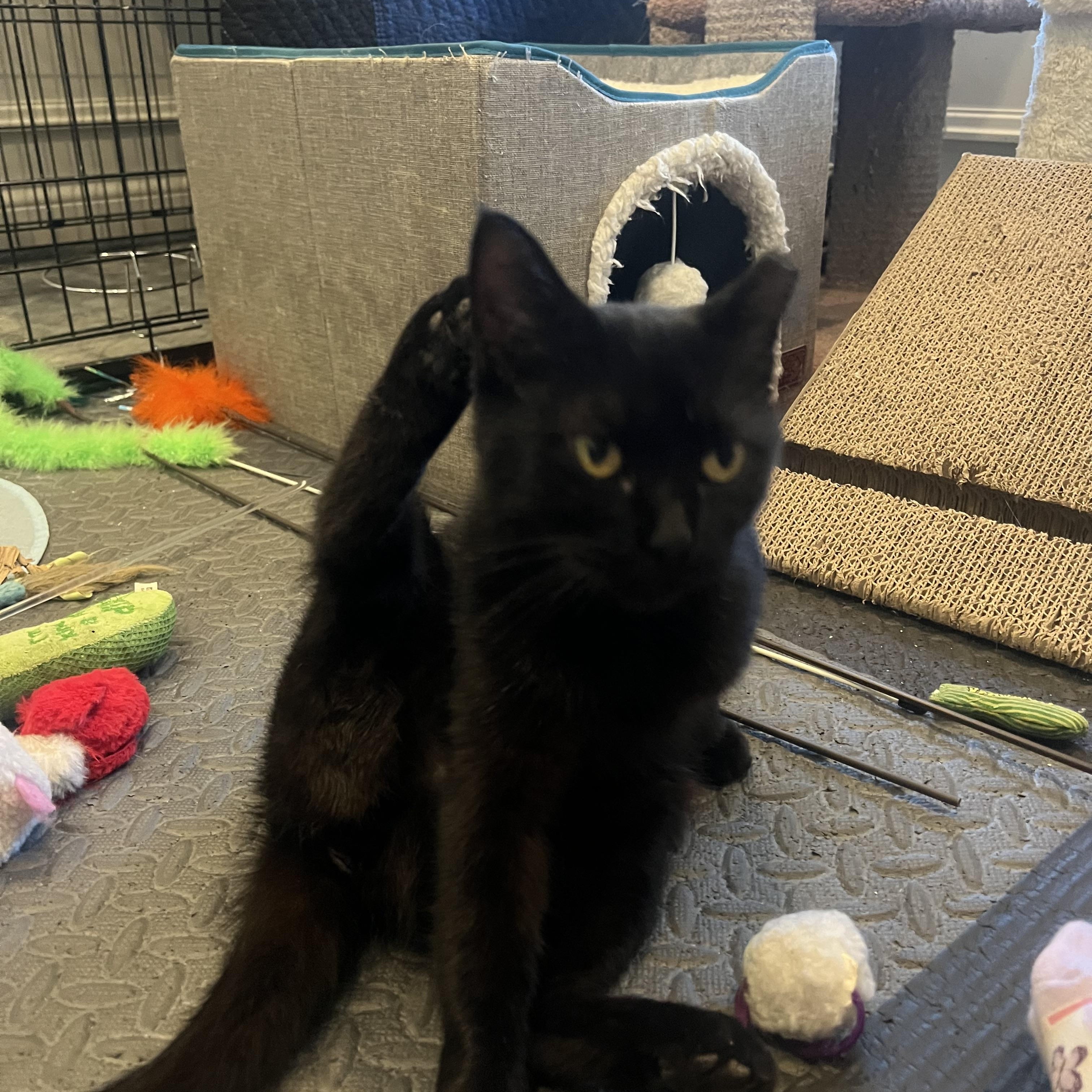 Anne Bonny, a Adoptable Domestic Short Hair in Cincinnati, OH image 3/5