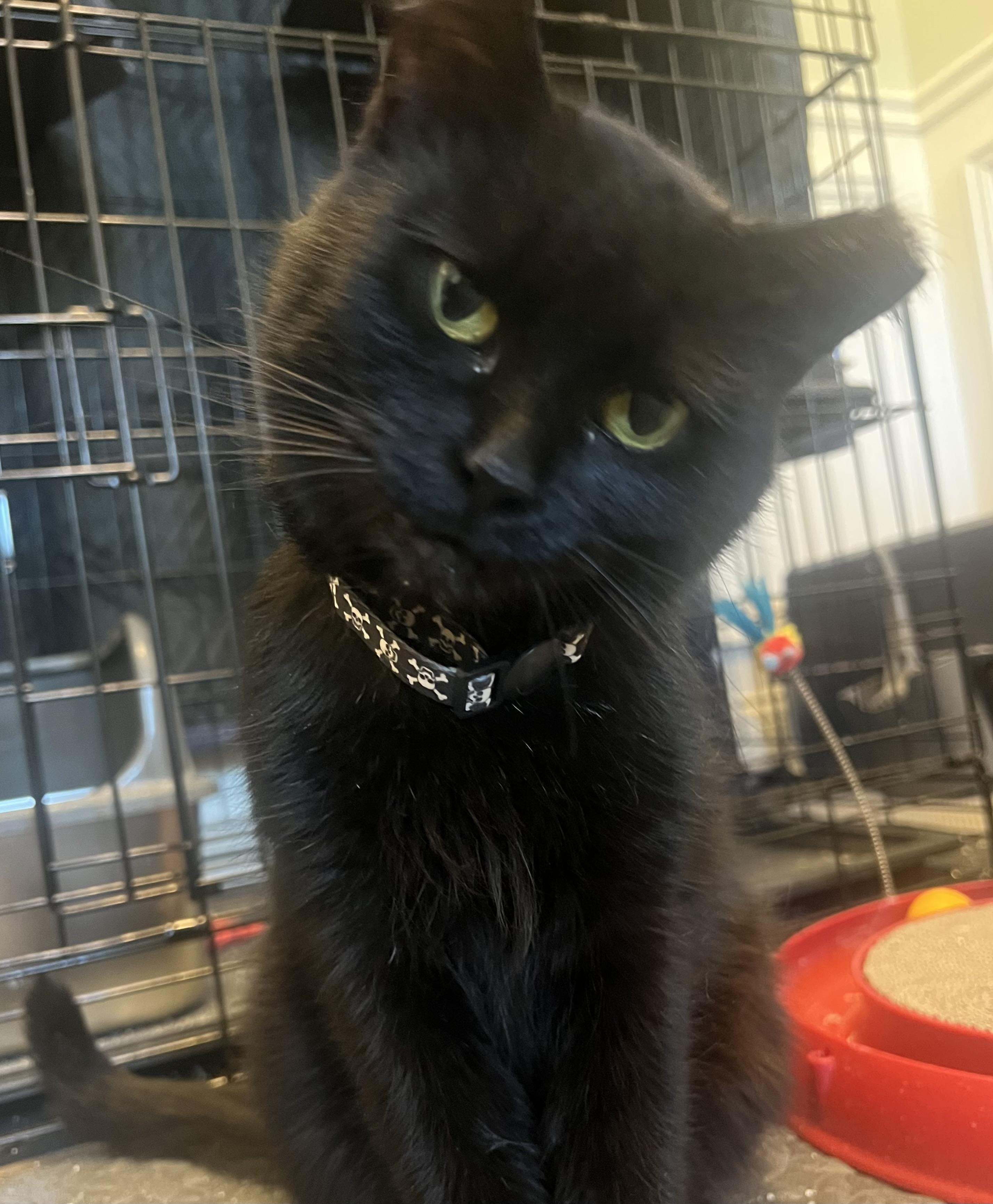 Anne Bonny, a Adoptable Domestic Short Hair in Cincinnati, OH image 4/5