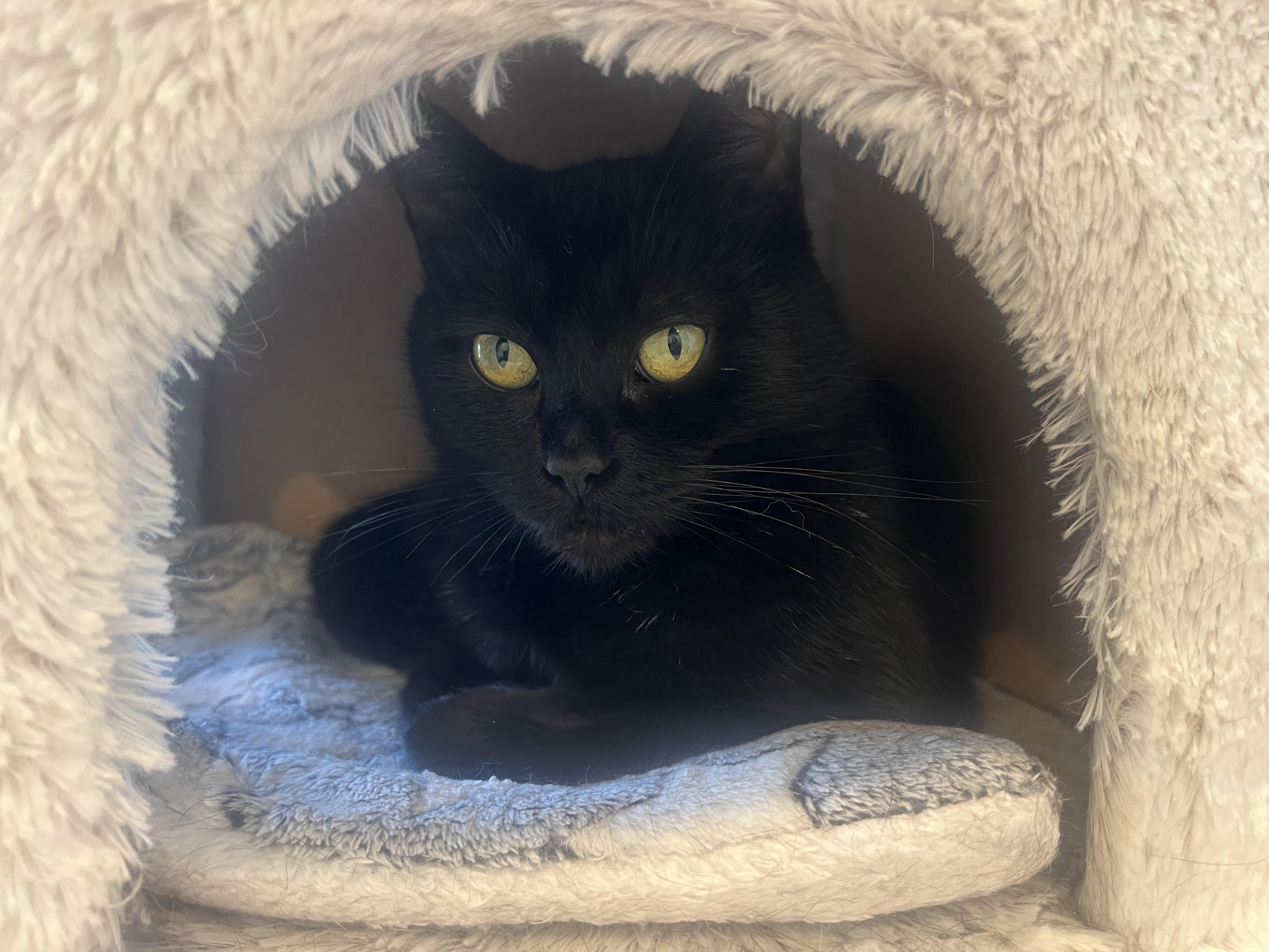 Anne Bonny, a Adoptable Domestic Short Hair in Cincinnati, OH image 5/5