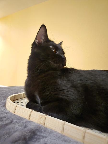 Enlarge Knight, a Adoptable mixed breed in Dublin, CA image 1/4