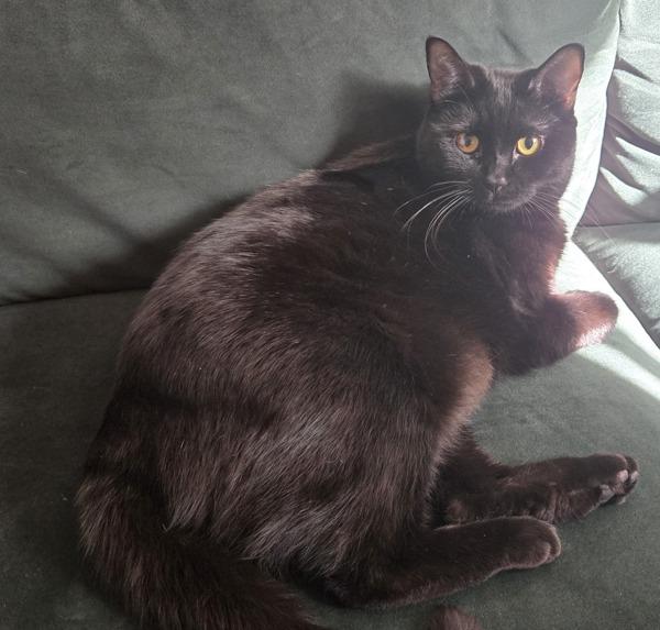 Enlarge Knight, a Adoptable mixed breed in Dublin, CA image 2/4