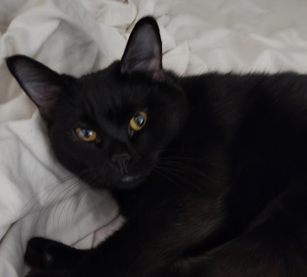 Enlarge Knight, a Adoptable mixed breed in Dublin, CA image 4/4