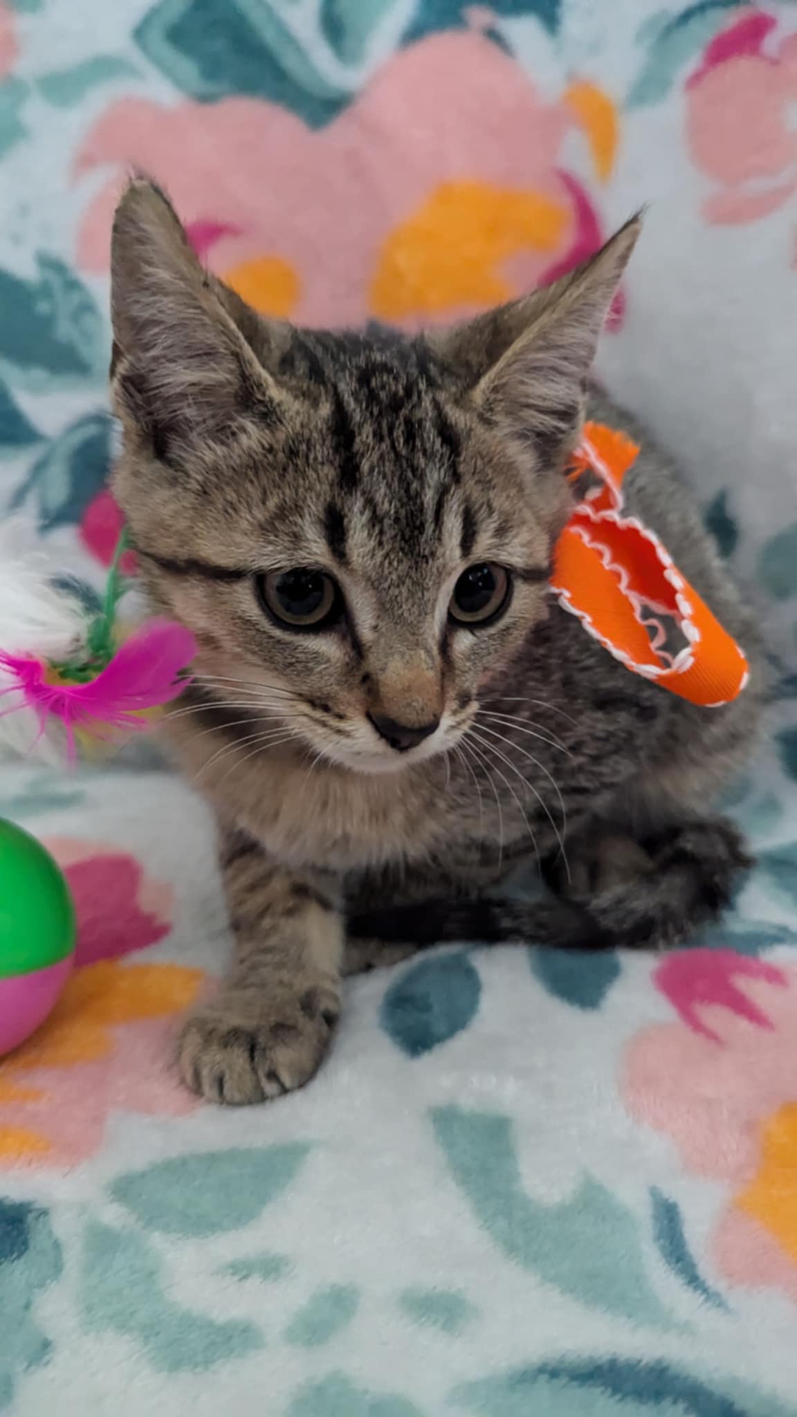 Cat for adoption Jax, a Tabby Mix in Ridgefield, NJ Petfinder