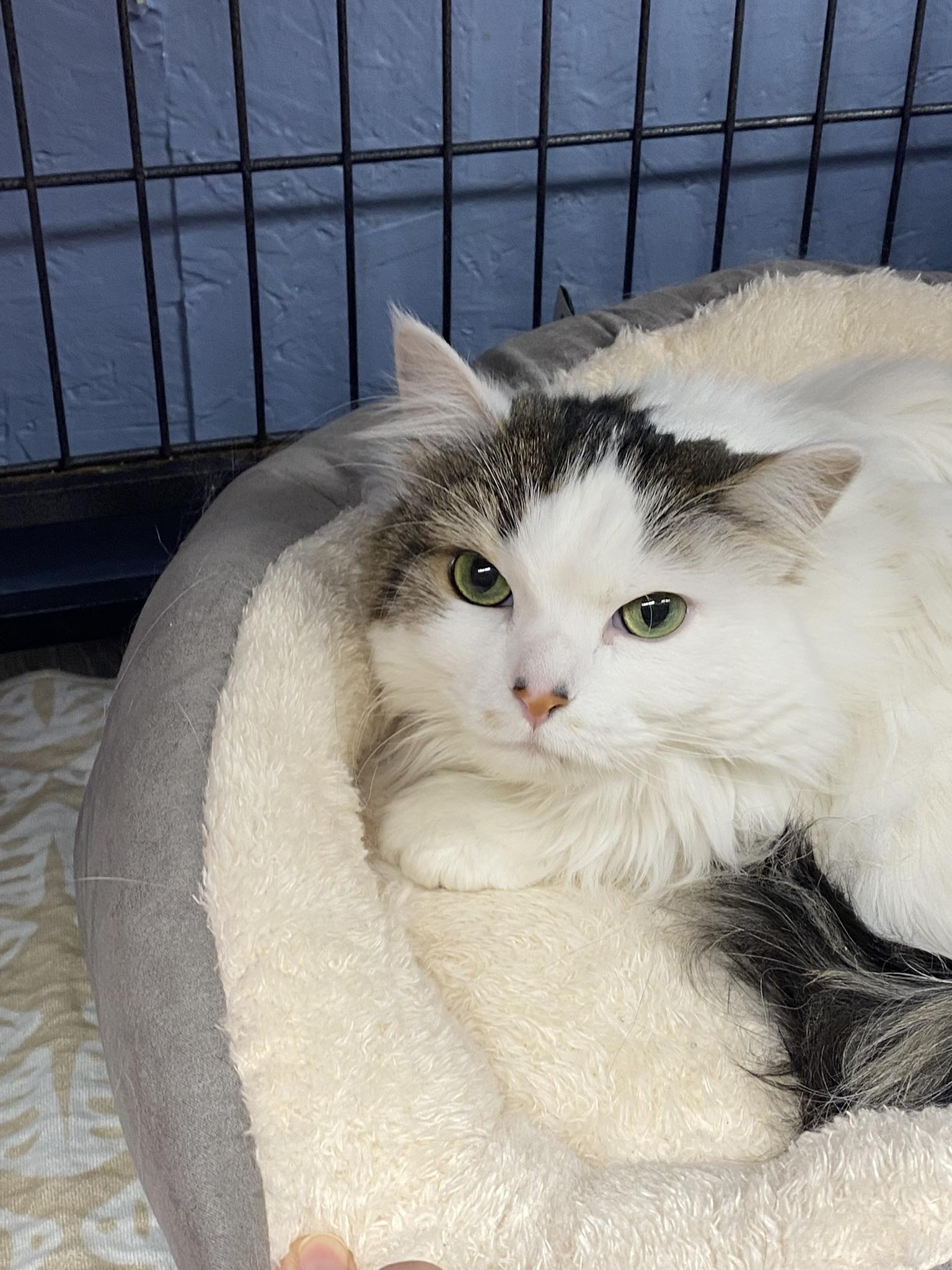 Suzy, adopted, Adult Female Domestic Long Hair.