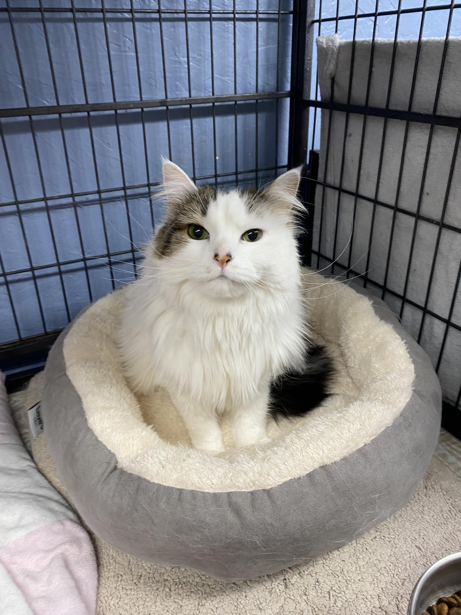 Suzy, an adopted Domestic Long Hair in New Richmond, WI image 2/3