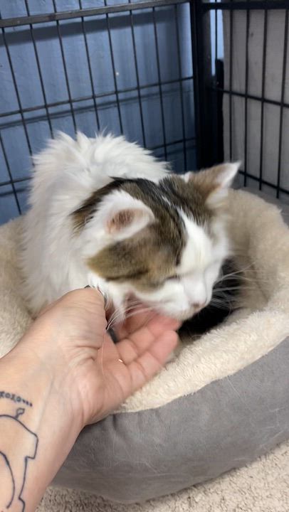 Enlarge Suzy, an adopted Domestic Long Hair in New Richmond, WI video 3/3