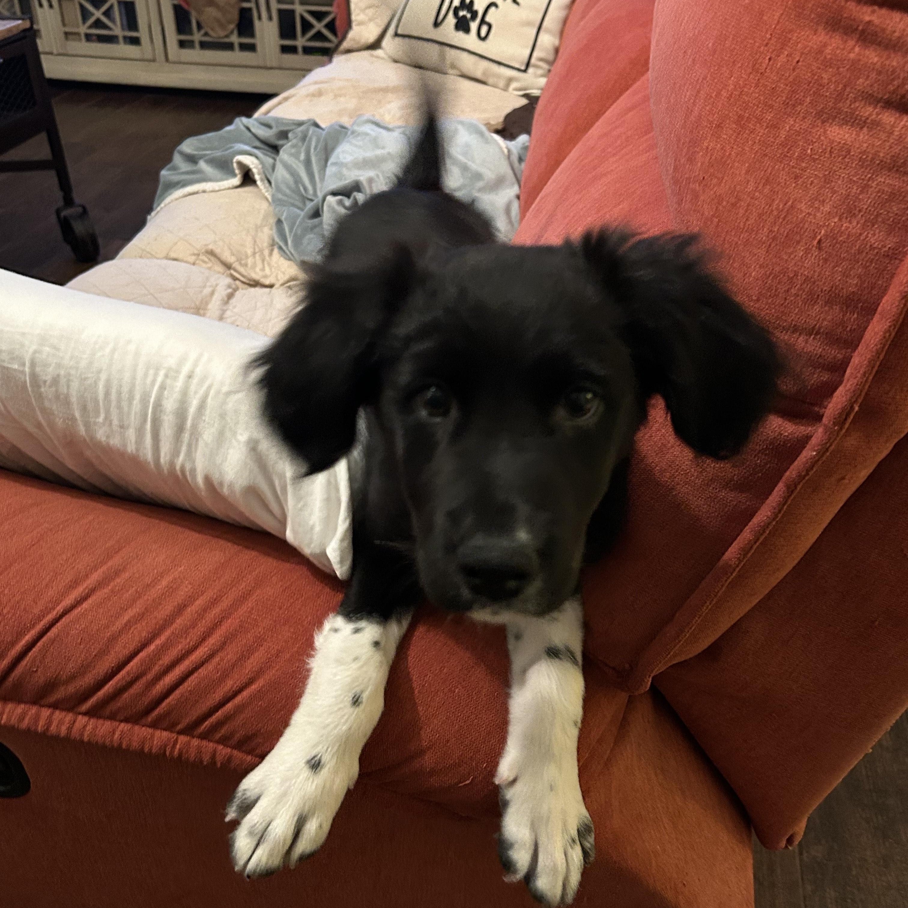 Enlarge MOLLY - COURTESY LISTING, an adopted mixed breed in Virginia Beach, VA image 1/5