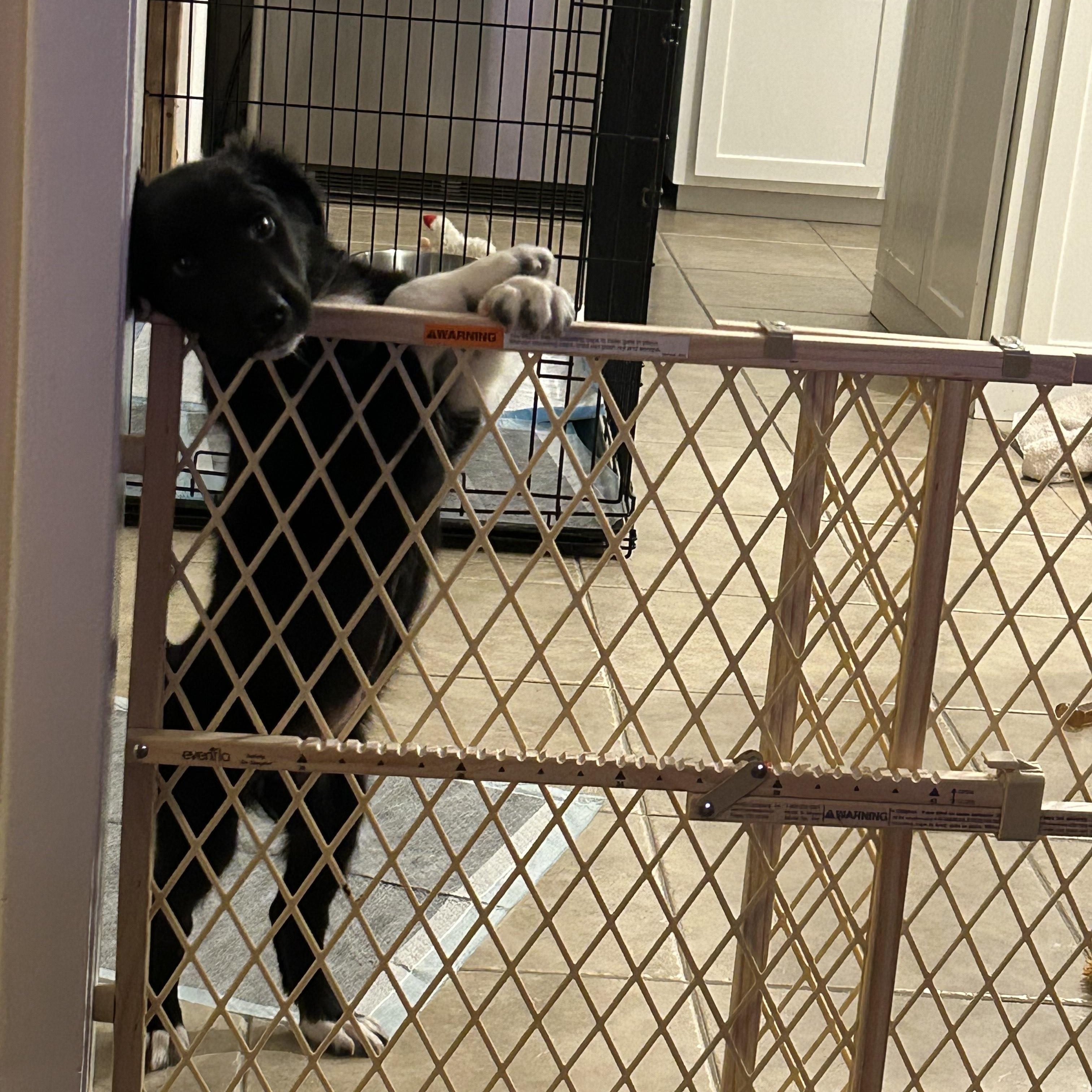 Enlarge MOLLY - COURTESY LISTING, an adopted mixed breed in Virginia Beach, VA image 2/5