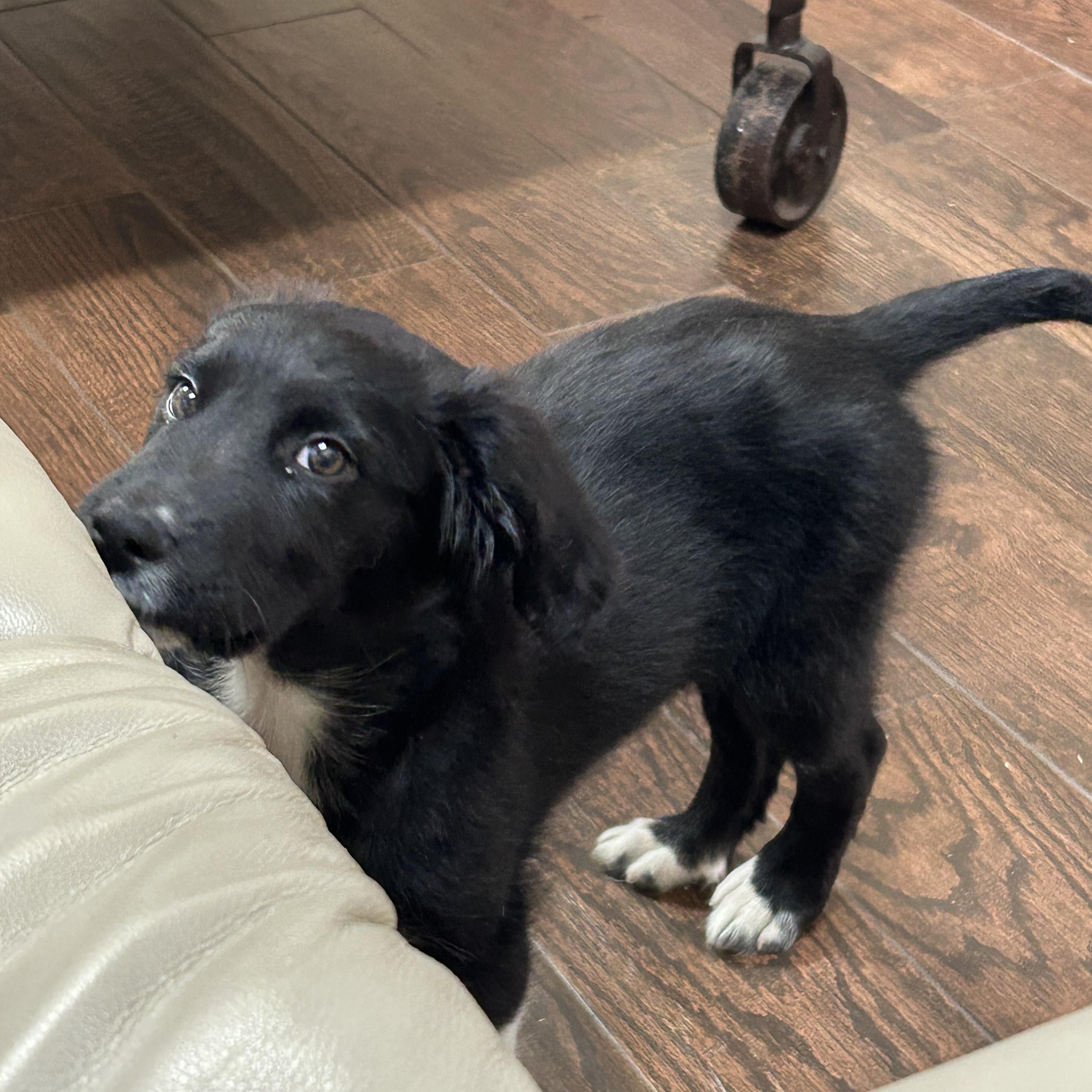 Enlarge MOLLY - COURTESY LISTING, an adopted mixed breed in Virginia Beach, VA image 3/5