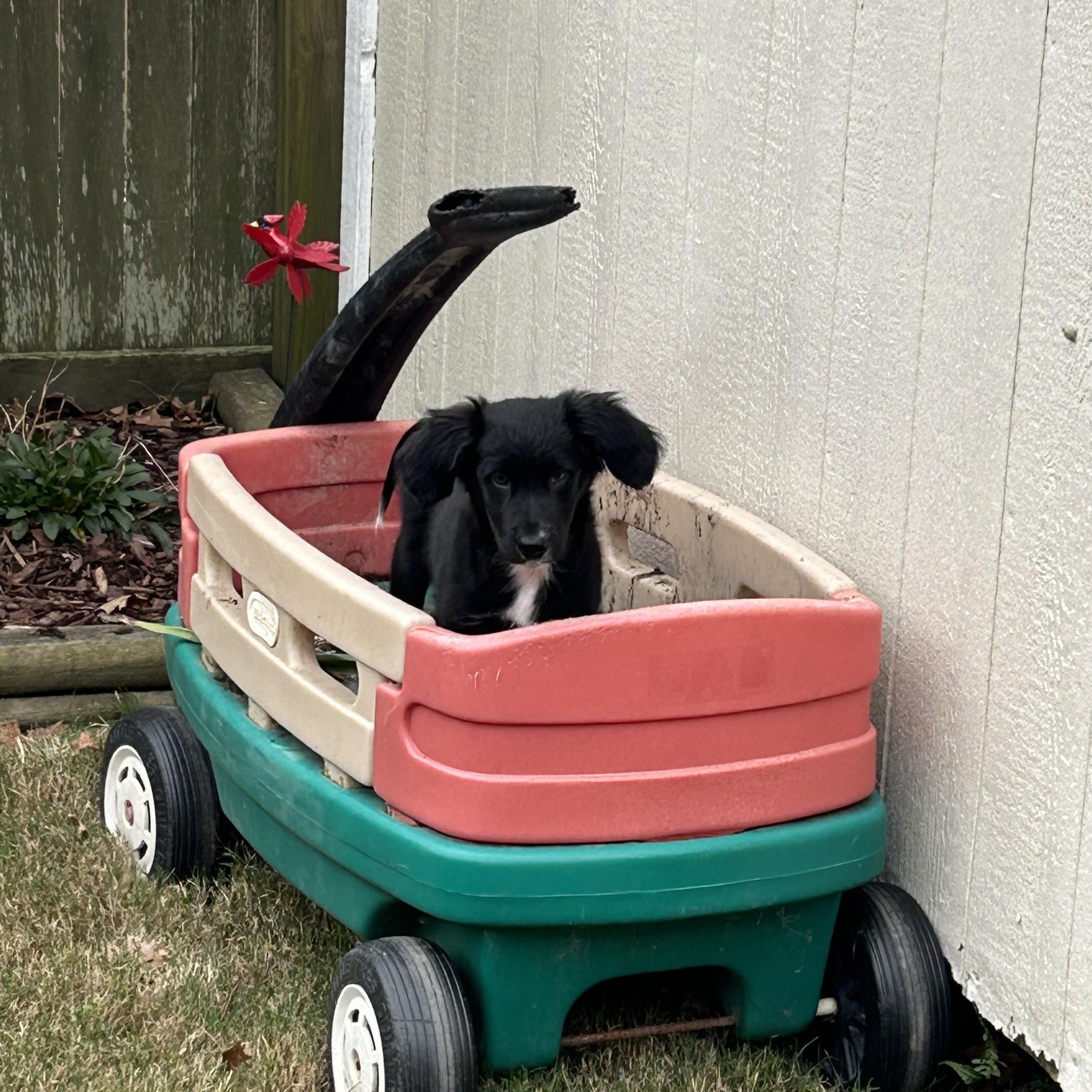 Enlarge MOLLY - COURTESY LISTING, an adopted mixed breed in Virginia Beach, VA image 4/5