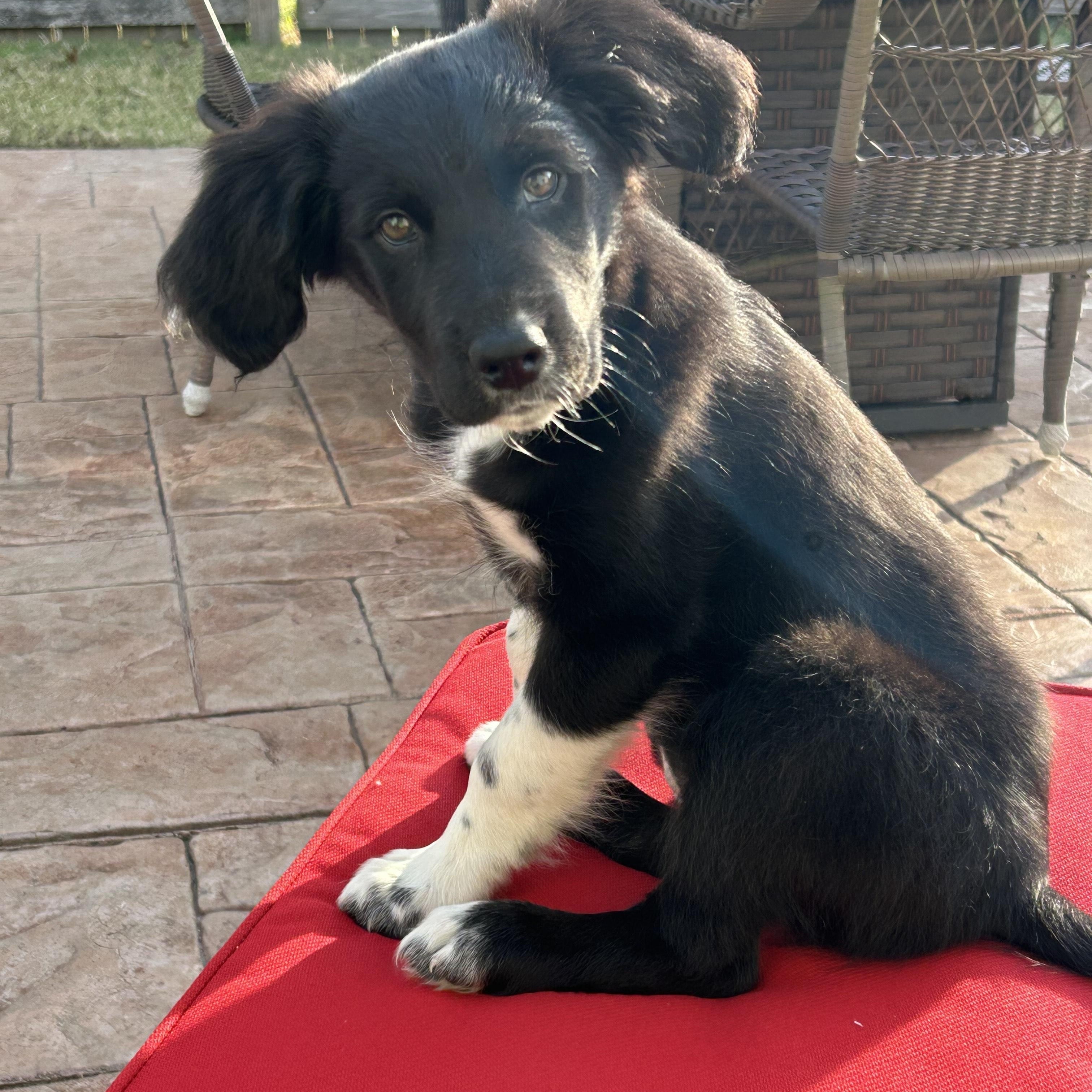 Enlarge MOLLY - COURTESY LISTING, an adopted mixed breed in Virginia Beach, VA image 5/5