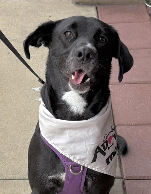 Cruz, Adoptable, Young Male Labrador Retriever.