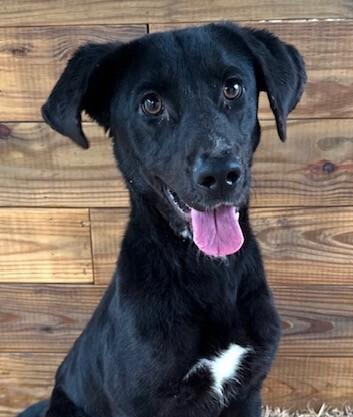 Cruz, Adoptable, Young Male Labrador Retriever.