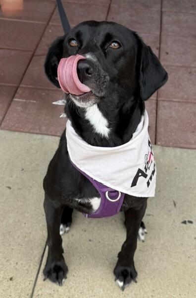 Cruz, a Adoptable mixed breed in Washington, DC image 2/5