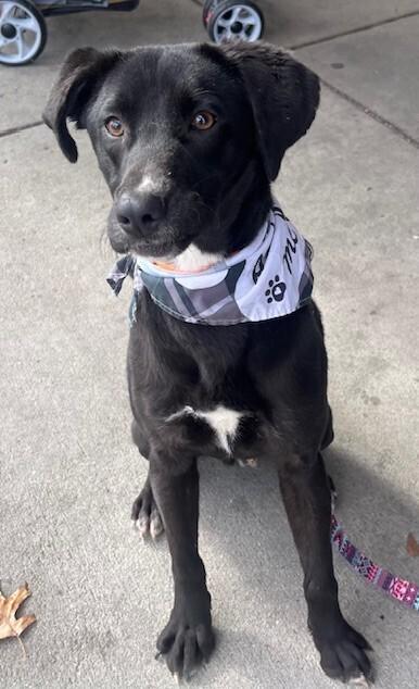 Enlarge Cruz, a Adoptable mixed breed in Washington, DC image 2/6