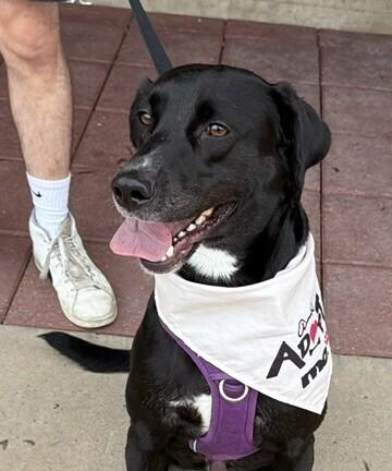 Cruz, a Adoptable mixed breed in Washington, DC image 4/5
