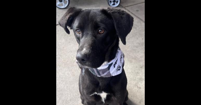 Enlarge Cruz, a Adoptable mixed breed in Washington, DC image 3/6