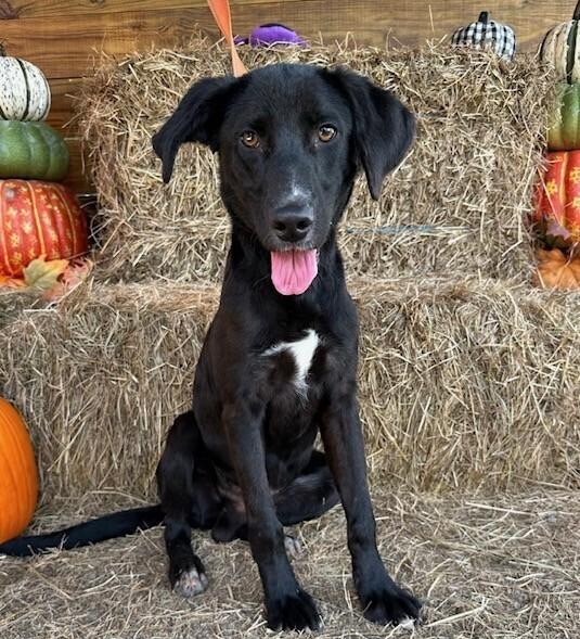 Enlarge Cruz, a Adoptable mixed breed in Washington, DC image 4/6