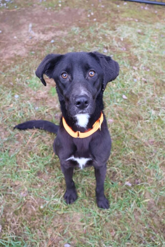 Enlarge Cruz, a Adoptable mixed breed in Washington, DC image 5/6