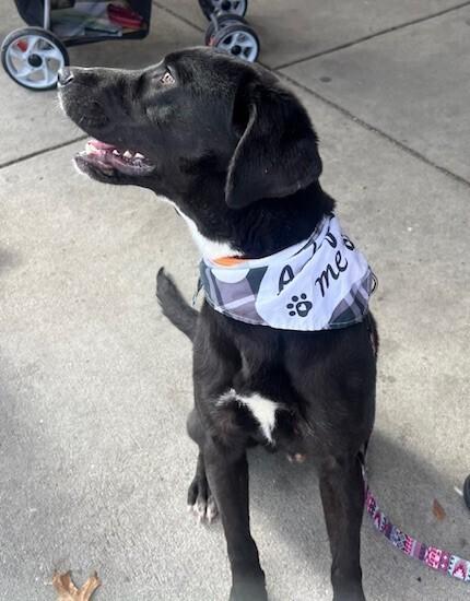 Enlarge Cruz, a Adoptable mixed breed in Washington, DC image 6/6