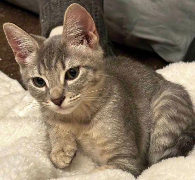 ZIVA, a Adoptable Domestic Short Hair in Powder Springs, GA image 1/3