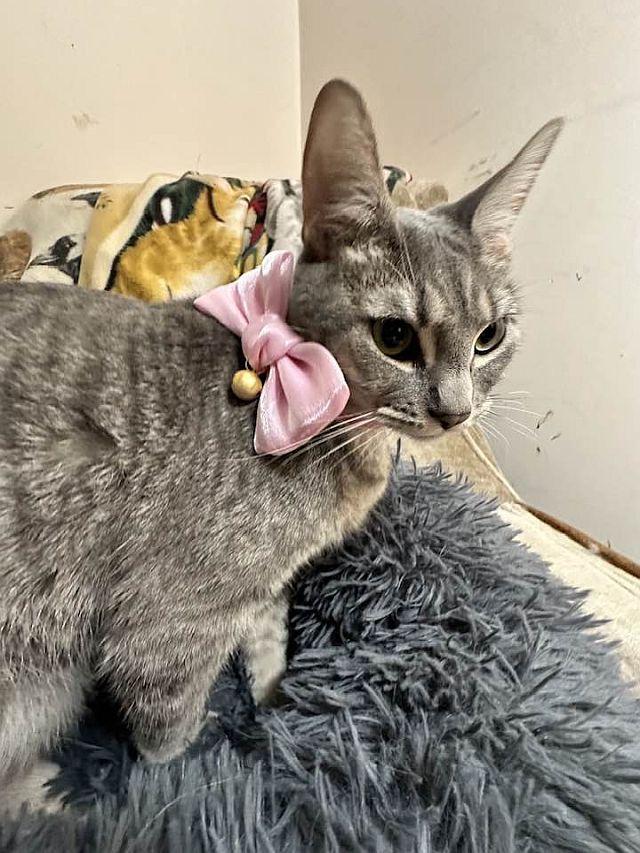 ZIVA, a Adoptable Domestic Short Hair in Powder Springs, GA image 2/3