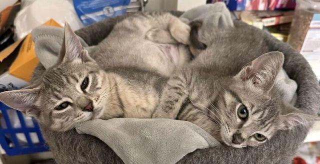 ZIVA, a Adoptable Domestic Short Hair in Powder Springs, GA image 3/3