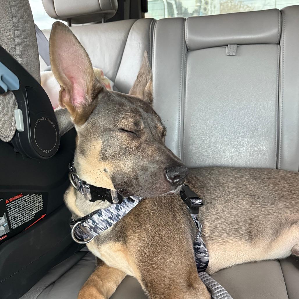Enlarge Obe, a Adoptable mixed breed in Washougal, WA image 2/2