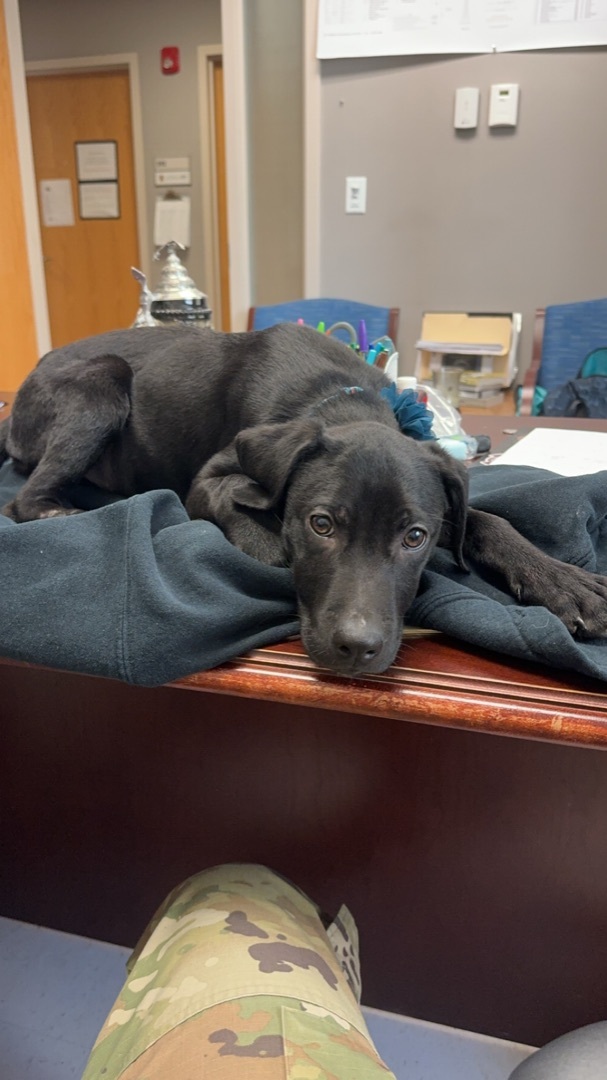 Dog for adoption Judith, a Labrador Retriever Mix in Hopkinsville, KY