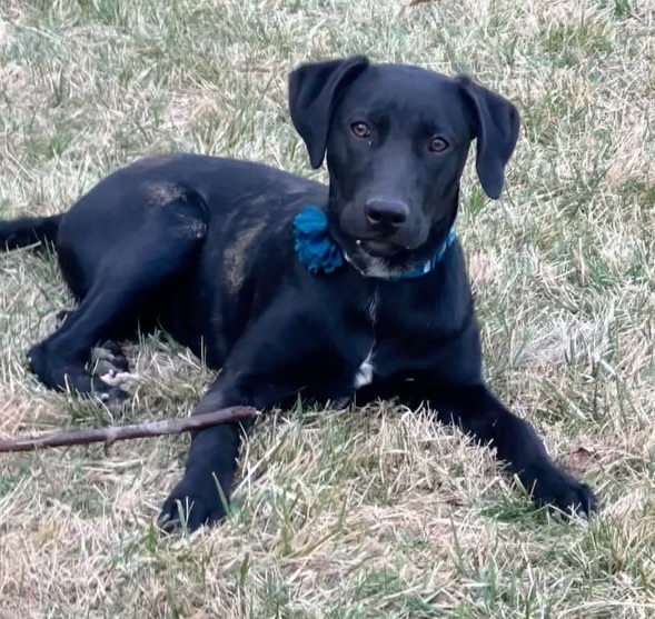 Dog for adoption Judith, a Labrador Retriever Mix in Hopkinsville, KY