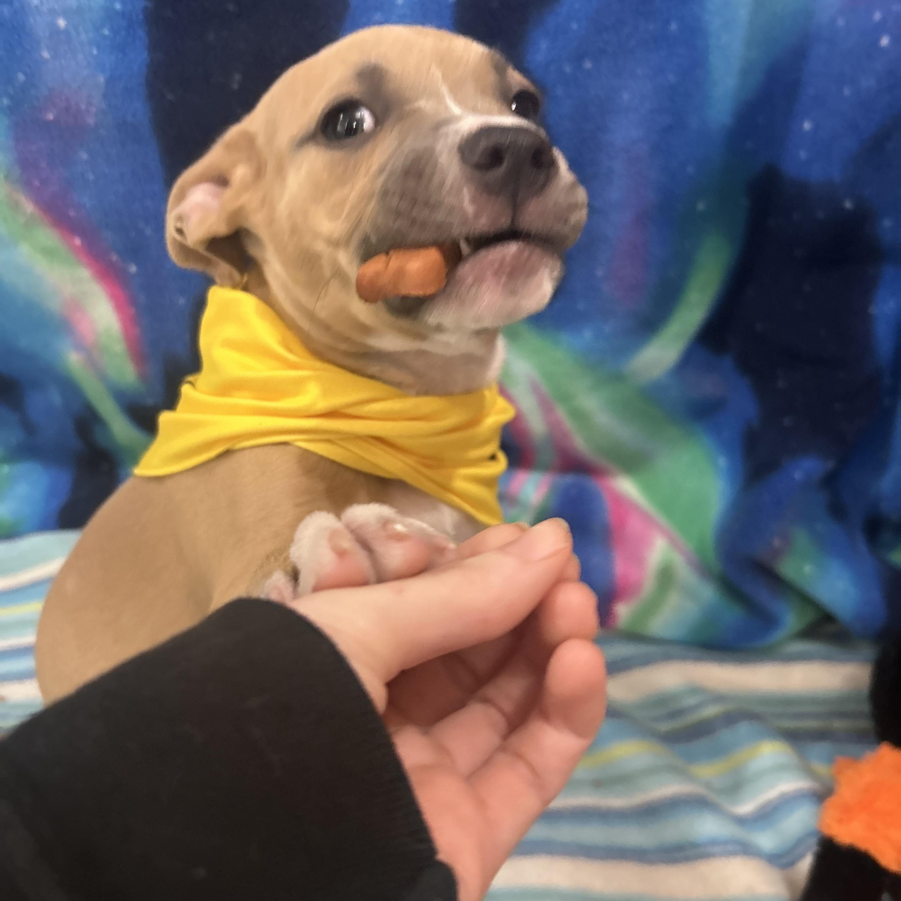 Scooby, adopted, Puppy Male Pit Bull Terrier.