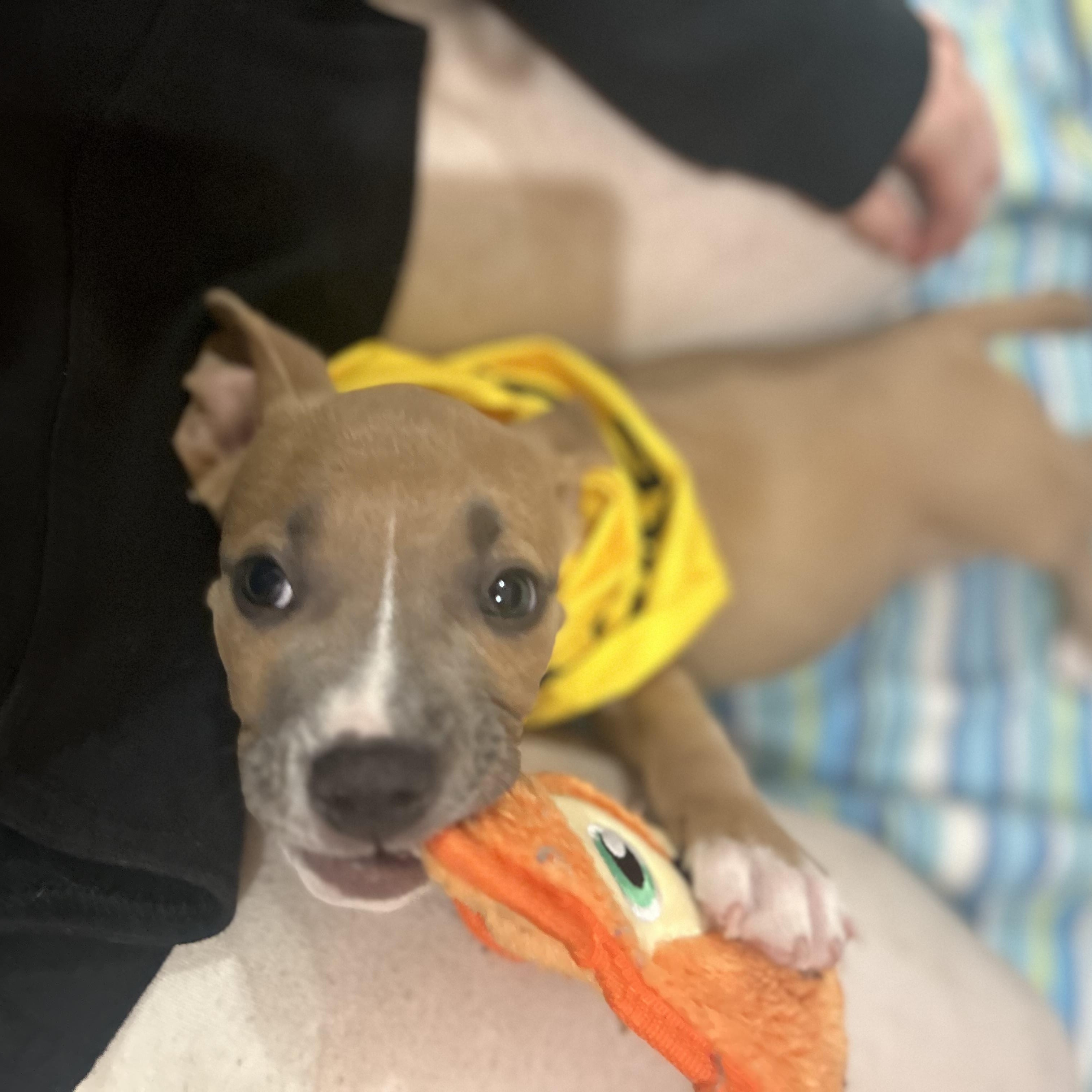Enlarge Scooby, an adopted mixed breed in Madison Heights, MI image 2/4